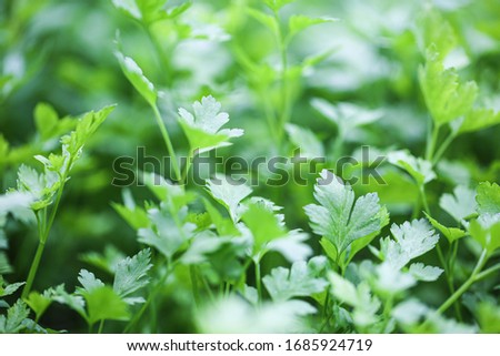 Parsley grows in the garden. It is grown outdoors in the garden area. Green background of parsley leaves, top view close-up
