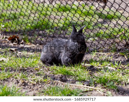 
Black rabbit on the green grass. Little rural rabbit on the street. Easter Bunny