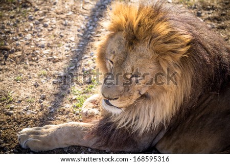 Photos of Africa,male Lion 