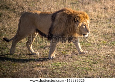 Photos of Africa,male Lion 