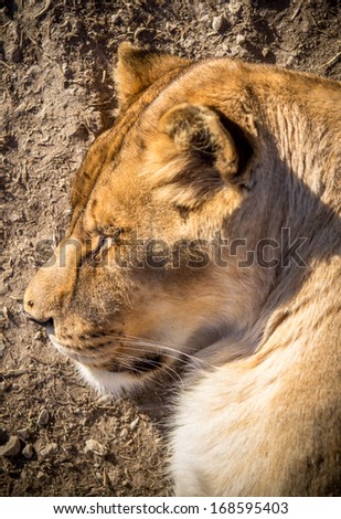 Photos of Africa,Female Lion 
