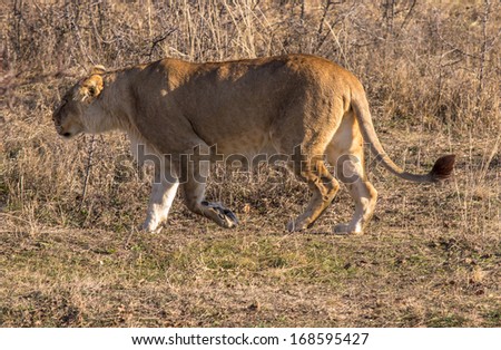 Photos of Africa,Female Lion 