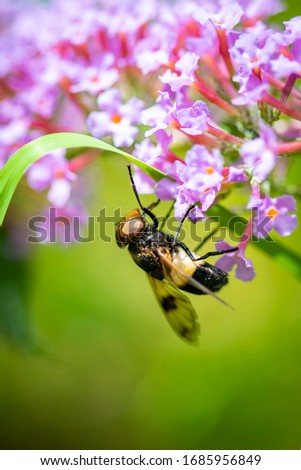 Macro flowers and insects photography