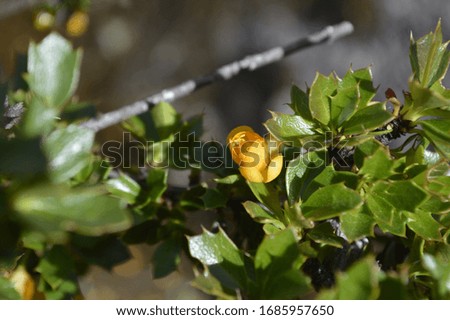 
green and prickly leaves surrounding a flower