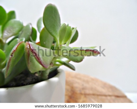 Indoor plants for cosy interior design