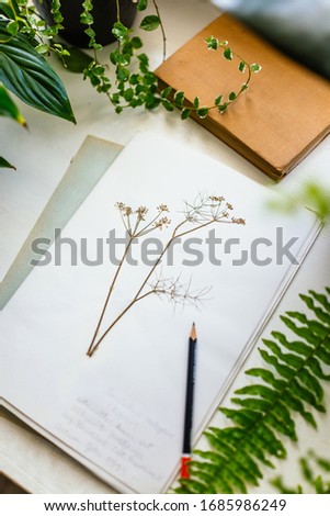Page from herbarium and plants in pots on a table Royalty-Free Stock Photo #1685986249