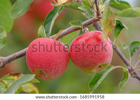 Selective focus of red apples hanging on the tree, Ripe fresh edible fruit in an orchard, Apple trees are cultivated worldwide and are the most widely grown species in the genus Malus.