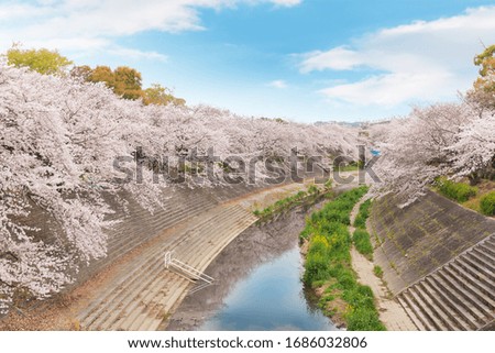 Beautiful pink cherry blossom in full bloom. japanese sakura. View from Yamazakigawa Riverside.