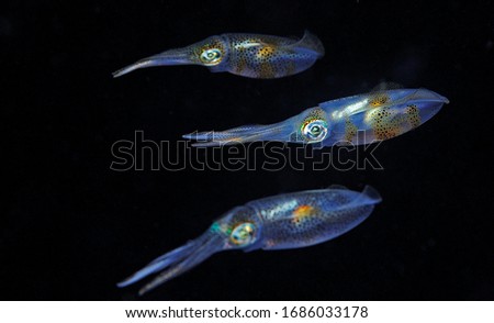 Family big fins reef squids in night