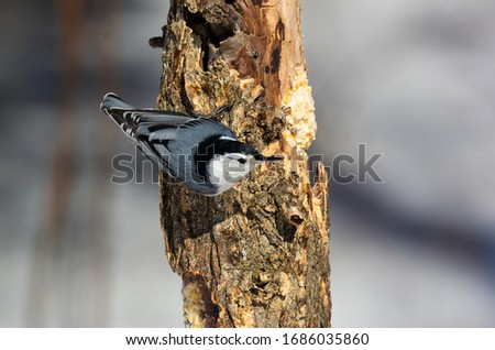 Picture of a Nuthatch clinging to a tree trunk