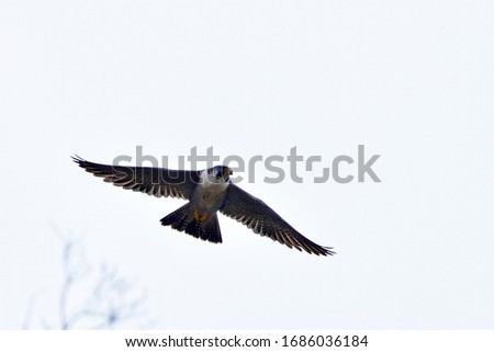 Flight scene of Peregrine Falcon (Hayabusa) in the sky background
