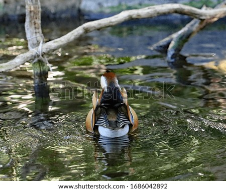 Picture of a mandarin duck from behind. Back of a mandarin duck plumage detail.