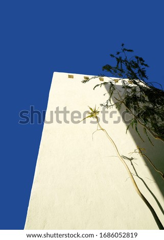 Egypt. There are shadows from palm trees on a yellow wall and blue sky                               