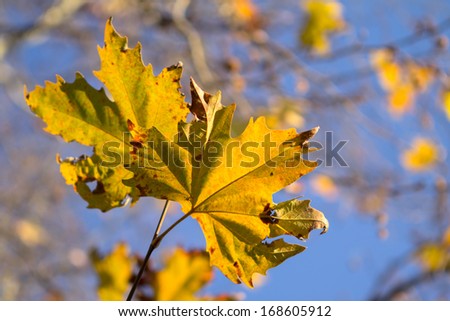 Autumn leaves with sunlight 