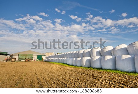 Row of ensilage in white plastic rolls