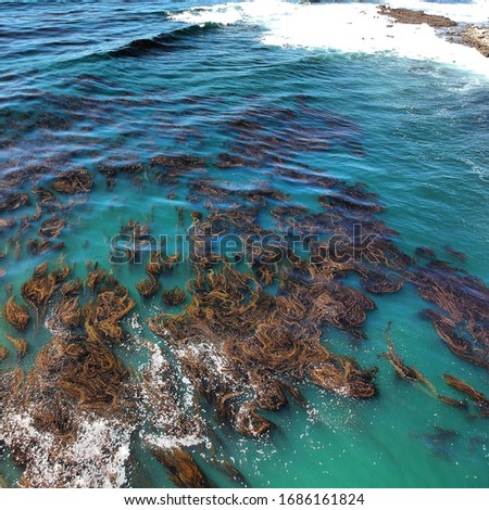 Kelp beds and clean water Royalty-Free Stock Photo #1686161824