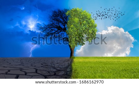 Dead tree with lightning on one side and living tree on the different side Royalty-Free Stock Photo #1686162970