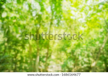 Blurred photo.green tree background.day time