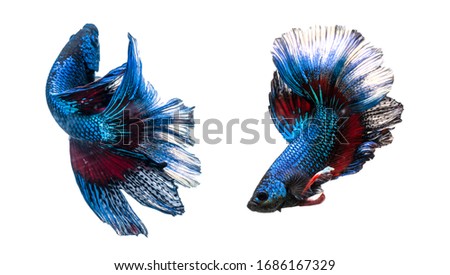 Siamese fighting fish in any action on isolate background