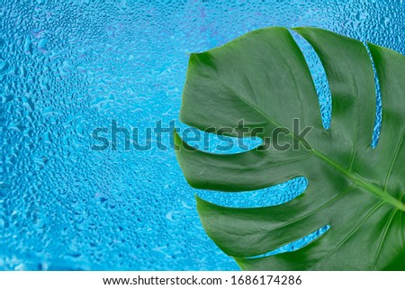 
Tropical Monstera leaf against the background of a stack of drops of water.Copy space.