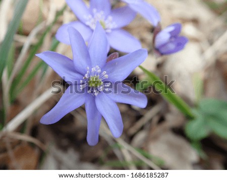 detail of a beautiful violet flower in a green grass