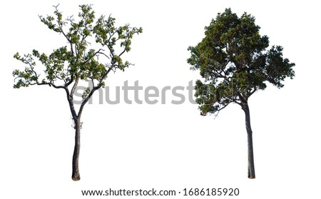 Tree isolated,Tree cutting on a white background. Tree editing The white background
