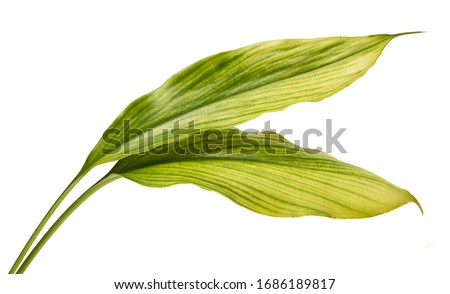 Metroxylon sagus leaf(Sago Palm)tropical isolated on white background,with clipping path.