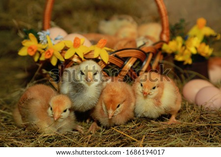 
Easter decoration - Chickens Master Gray, Tetra, with a bare neck against a background of hay, a basket, eggs and primroses