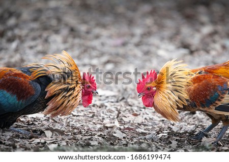 Two angry wild roosters fighting with neck feathers up  Royalty-Free Stock Photo #1686199474
