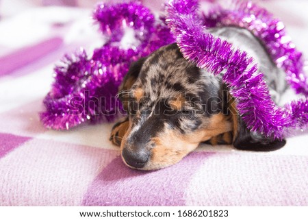 Miniature dachshund in marble color sleeping on the sofa with Christmas garland