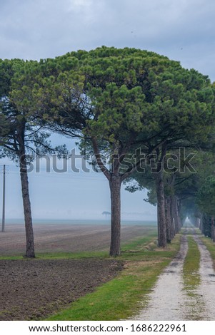 Pine tree alley on misty december morning in northern Italy