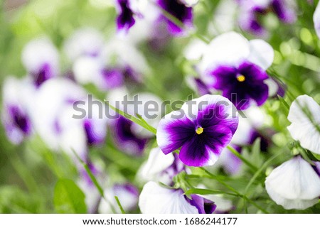 Flowering purple pansies in the garden as floral background