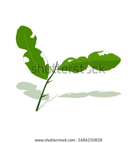 Vector of bergamot leaf with shadow. Green leaves and twigs.