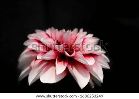 dahlia flower with black background, close up picture of dahlia