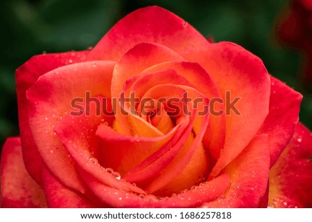 Colorful Rose Flower in Rain with Water Droplets on Petals.