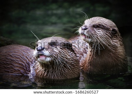 cute otter couple in the water 
