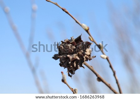 A close up of the willow rose on a branch of gray willow (Salix cinerea) against the bright blue sky. Rose - result of a gall midge Rabdophaga rosaria, laying eggs in the budding leaves of the plant 