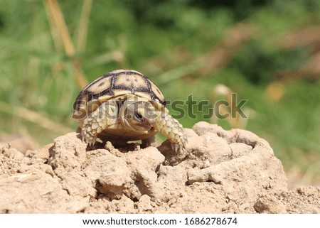 Close up African spurred tortoise resting in the garden, Slow life ,Africa spurred tortoise sunbathe on ground with his protective shell ,Beautiful Tortoise

