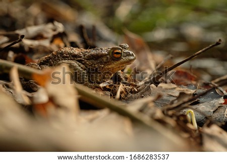 Common toad (Bufo bufo). Spring in the Czech Republic