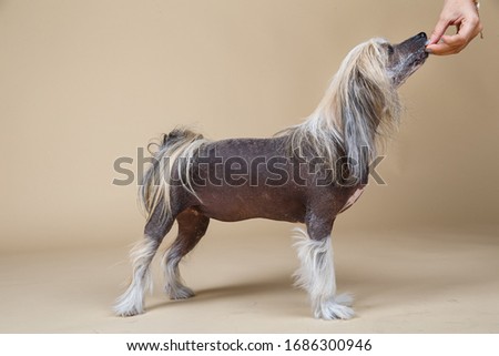 Cute purebred Chinese crested dog looking aside while standing on floo and eating treats from the hand of the owner in studio on beige background