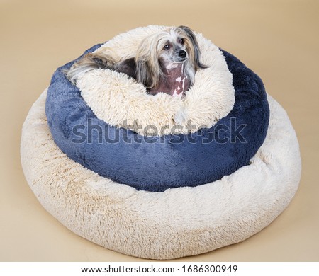 Side view of Cute purebred Chinese crested dog looking at camera while resting on three cushions on top of each other