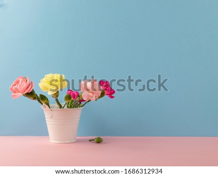 Carnation flower mockup on cool blue background side view. Pink and red flowers of dianthus or schabaud pattern