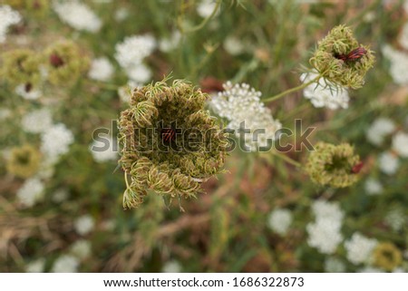 Daucus carota flowers and fruit 