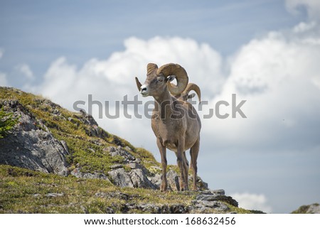 Big Horn Sheep Ovis canadensis portrait on the mountain background Royalty-Free Stock Photo #168632456