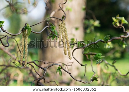 Tree Branches Corylus avellana   with Earrings in Spring