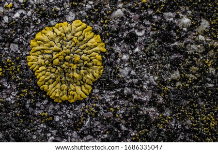Xanthoria parietina lichen foliose leafy moss detailed Macro view from above looks like a brain  Royalty-Free Stock Photo #1686335047