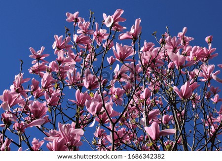 a magnolia tree in bloom with pink flowers and a blue sky