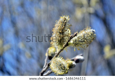 Flowering aspen branch, in the spring