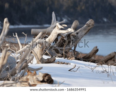 Driftwood along the beach coming to life.