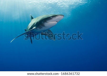 oceanic white tip shark below surface in blue tropical sea